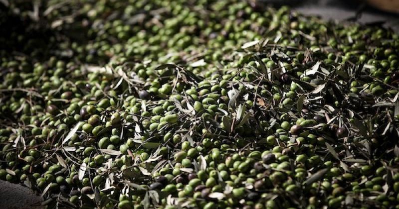 بعد عامين من الغياب.. عائلة فلسطينية تعود لقطف الزيتون في دير البلح