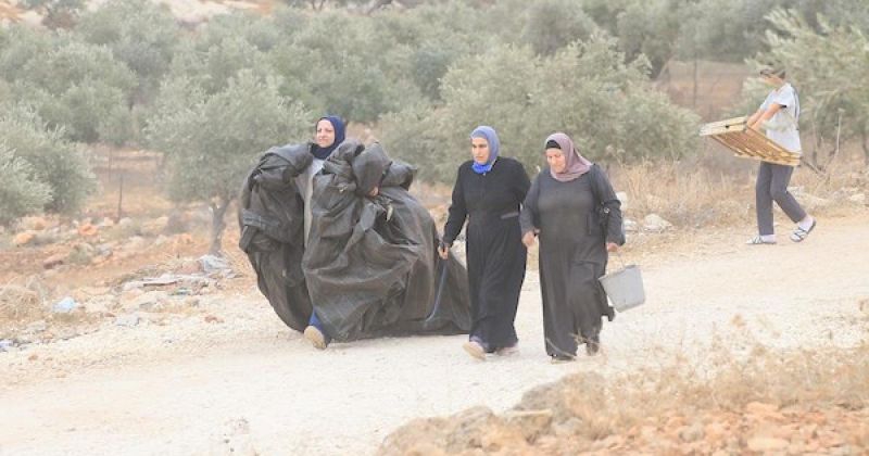 جنود إسرائيليون يلاحقون مزارعين فلسطينيين ويصادرون محصول الزيتون في قرية سالم شرق نابلس