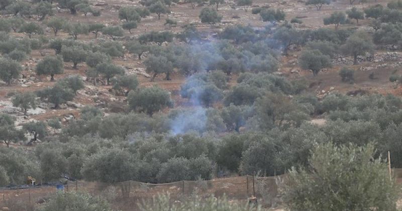 الزيتون الفلسطيني تحت الحصار.. 500 اعتداء تهدد أرزاق المزارعين والإنتاج يتراجع للنصف