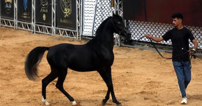 بطولة خليل الرحمن الدولية لجمال الخيول العربية