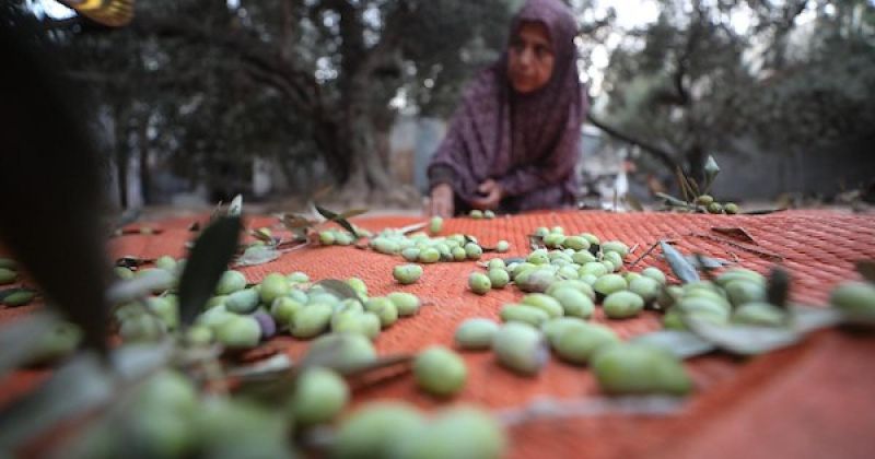 بين خيام النزوح وأشجار الزيتون.. فلسطينيون في غزة يتمسكون بموسم القطاف رغم الحرب