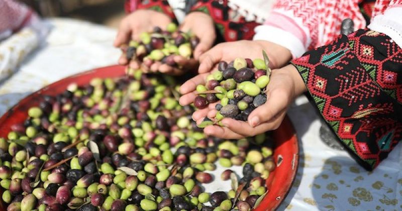 بين أغصان الزيتون.. فلسطينيون يحيون تراث الأجداد ويجددون عهدهم مع الأرض