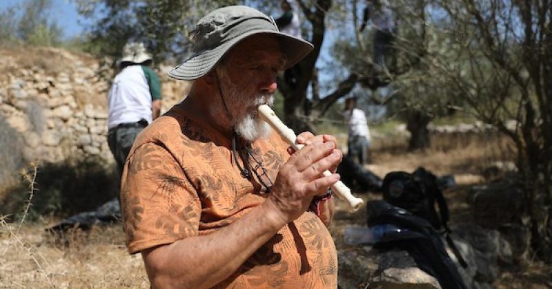 متضامنون دوليون يشاركون مزارعين فلسطينيين قطف الزيتون في بتير غرب بيت لحم