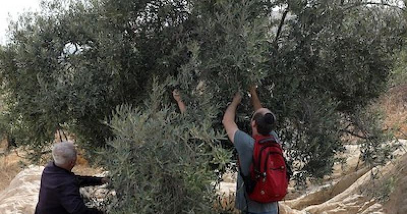 حتى قطف الزيتون لم يسلم من القيود.. الاحتلال يجبر مزارعين ومتضامنين دوليين على مغادرة أراضي إِذنا