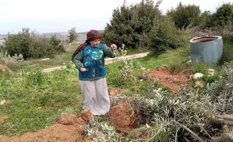 "الزراعة" بالضفة تعلن بدء التحضيرات لحملة قطاف الزيتون