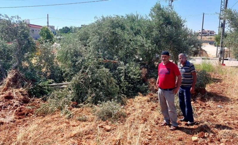 مستوطنون يسرقون ثمار زيتون في بيتا جنوب نابلس