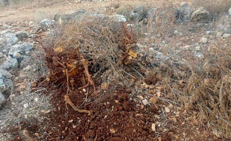 مستوطنون يهاجمون المزارعين في بيتا جنوبي نابلس