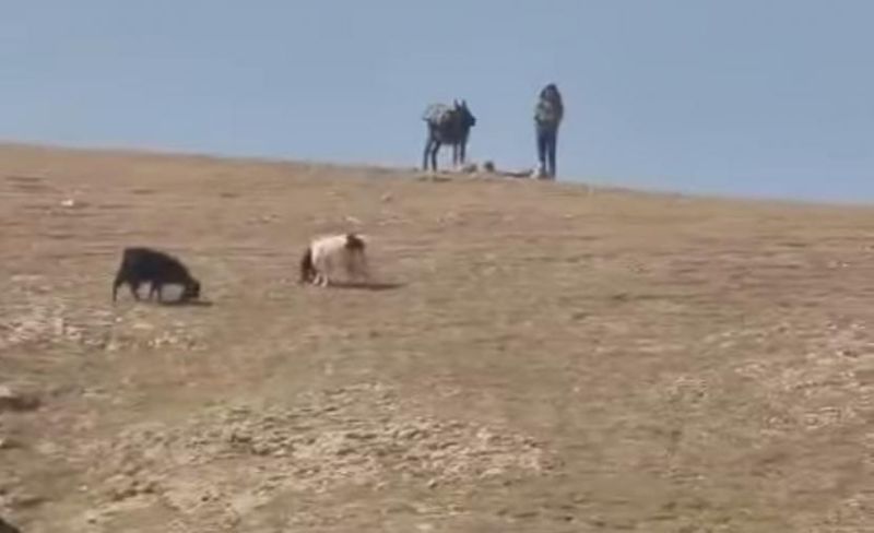 مستوطنون يعتدون على رعاة الأغنام بتجمع "الحثرورة" بالقدس