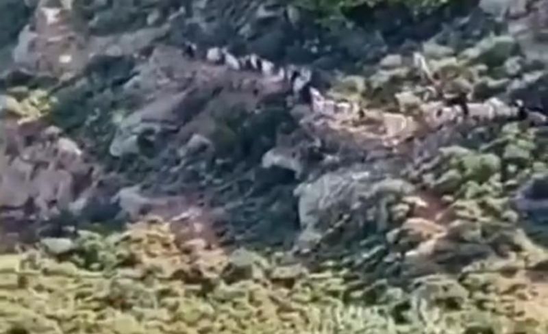 مستوطنون يستولون على مواشي مزارعين شمال رام الله