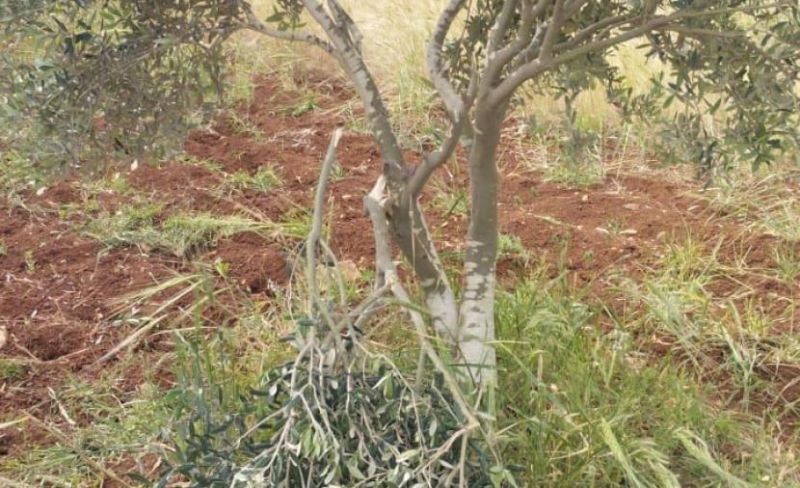 مستوطنون يُهاجمون أطراف بلدة رابا بجنين ويُخربون أشجار زيتون