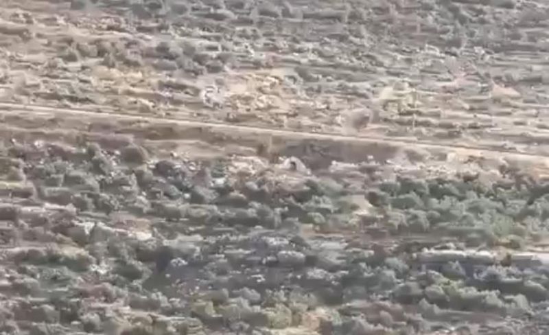 الاحتلال يقتلع مئات أشجار الزيتون ويجرف أراضي جنوب نابلس