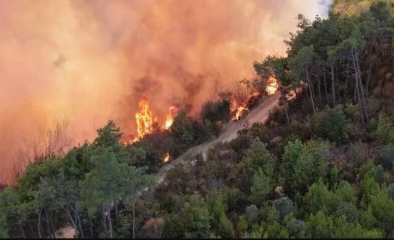 الجزائر.. إخماد 91 حريقا في غابات وأراض زراعية خلال 24 ساعة