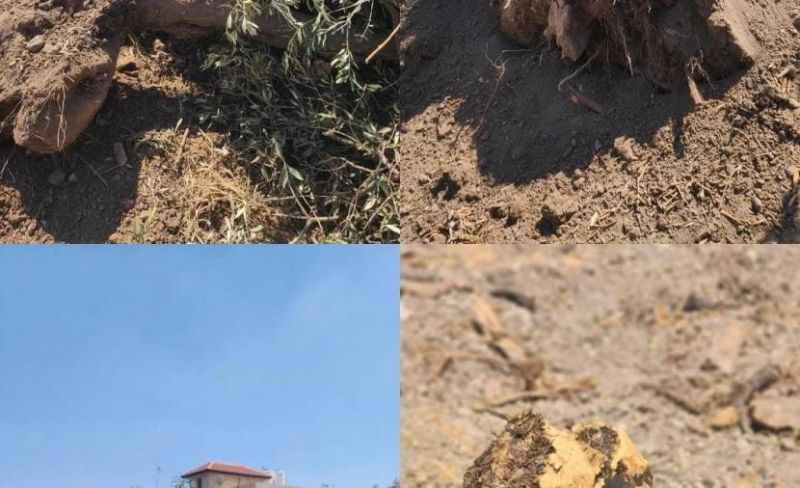 الاحتلال يقتلع أشجار زيتون معمرة غرب جنين