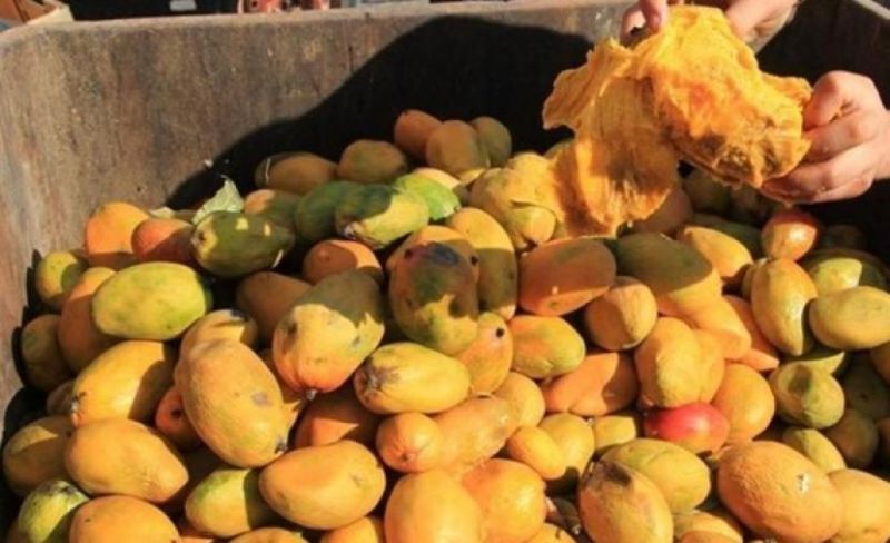 مباحث التموين بخان يونس تُتلف أكثر من 600 كجم من "المانجا" الفاسدة