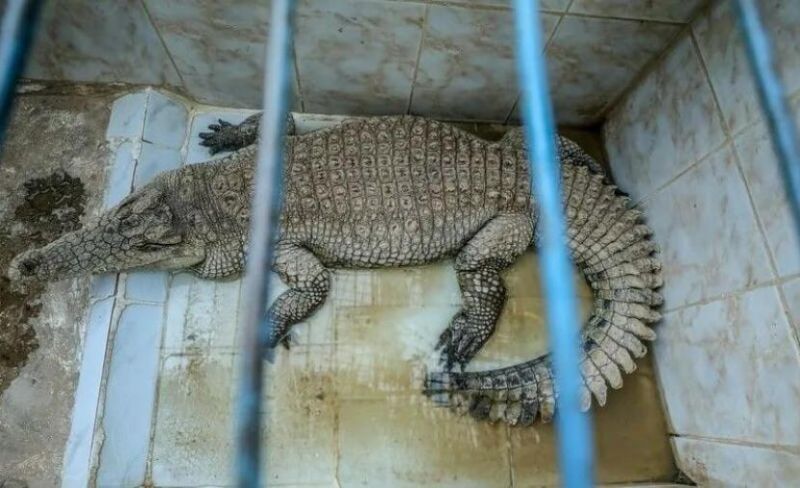 رأفة بالتماسيح.. القضاء الإسرائيلي يجمد مشروعًا لنشرها حول سجن للأسرى