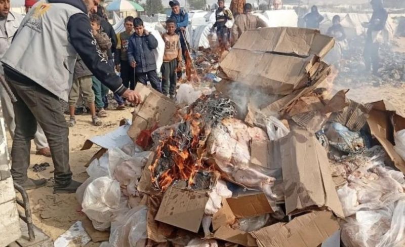 مباحث التموين تتلف 1644 كجم من الدجاج الفاسد في رفح