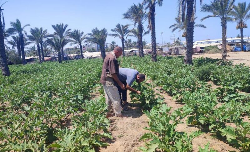 الزراعة تنفذ جولات ميدانية لرصد تحديات المزارعين بالمحافظة الوسطى لغزة