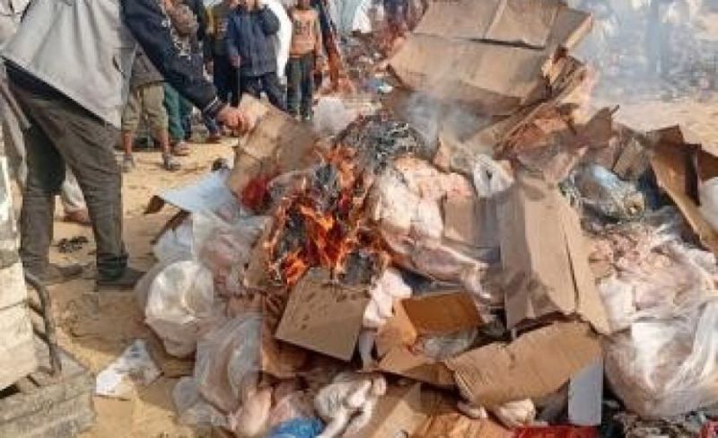 إتلاف 16 طنًا من الدجاج المجمد التالف في غزة