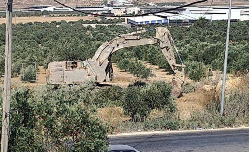 الاحتلال يقتلع عشرات أشجار الزيتون في عجة جنوب جنين