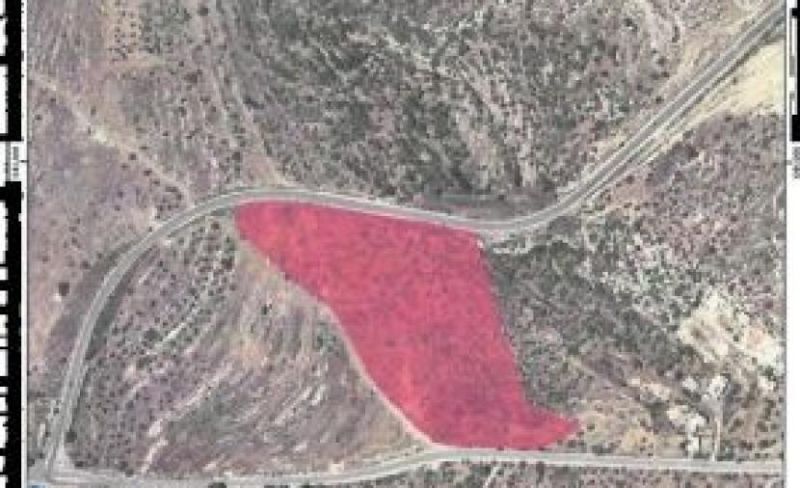 الاحتلال يقتلع عشرات الأشجار ويخطر بتجريف 29 دونماً برام الله
