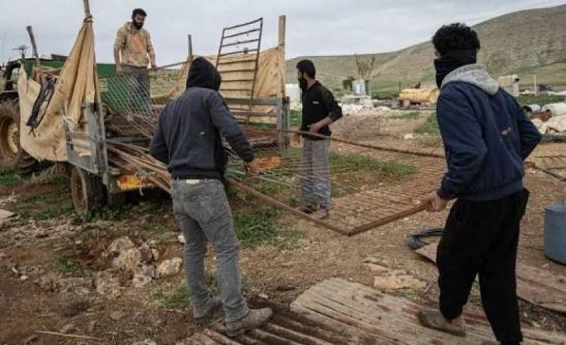 مستوطنون يسرقون ثمار الزيتون بخربة مسعود في جنين