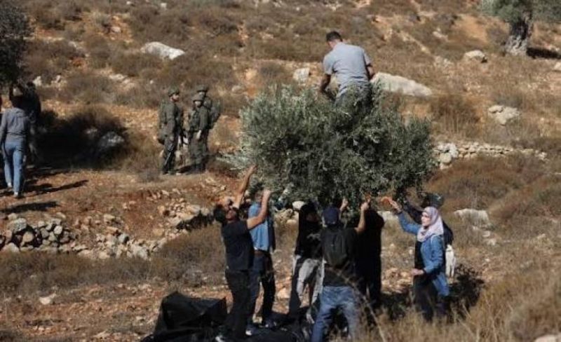 الاحتلال يعتقل 4 مزارعين أثناء قطفهم الزيتون شرق طولكرم