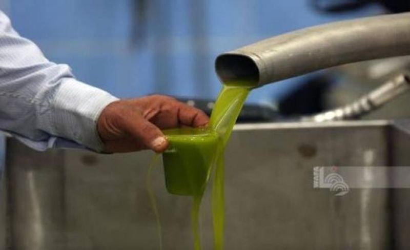 تراجع معاصر الزيتون العاملة بغزة إلى 8 بسبب الحرب