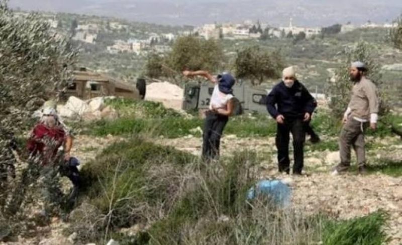 مستوطن يعتدي على ممتلكات عائلة في خلايل اللوز جنوب بيت لحم