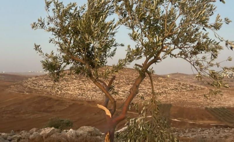 مستوطن يكسر أغصان زيتون في مخماس شمالي القدس