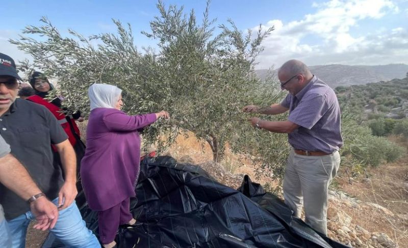 إطلاق حملة "عونة" لدعم المزارعين المقدسيين في قطف الزيتون
