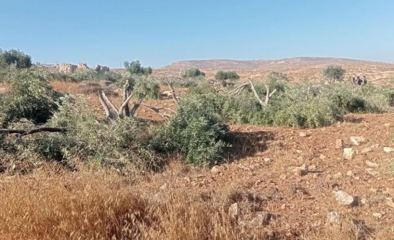 مستوطنون يقطعون 12 شجرة زيتون في كيسان