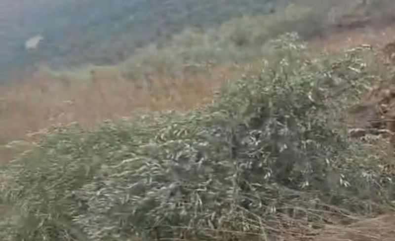 الاحتلال يقتلع عشرات أشجار الزيتون المعمّرة جنوب نابلس