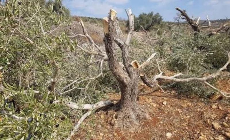 الاحتلال يقتلع مئات أشجار الزيتون ويجرف أراضي شرق رام الله