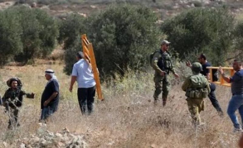 موسم الزيتون تحت وطأة عنف المستوطنين وتفاقم معاناة مزارعي الضفة