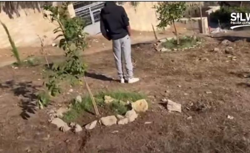الاحتلال يشرع باقتلاع أشجار في واد الربابة بسلوان