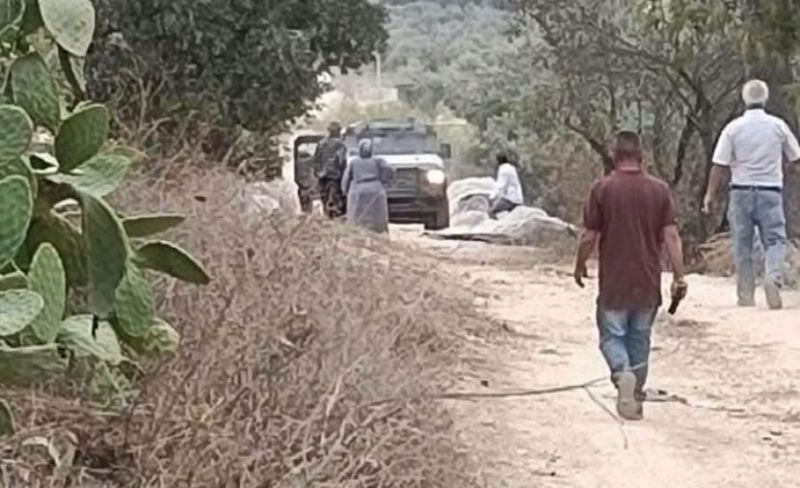 الاحتلال يمنع المواطنين من قطف الزيتون جنوب جنين ويُطلق قنابل الغاز تجاههم