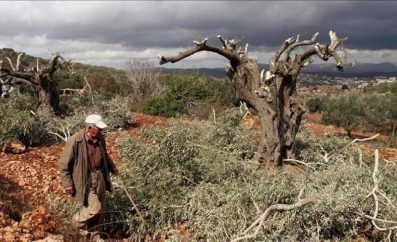 مستوطنون يسرقون 16 كيسا من الزيتون قرب جنين