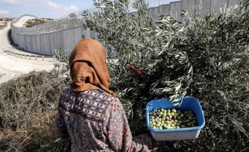 "مقاومة الجدار": 23 اعتداءً على موسم الزيتون في 7 محافظات بالضفة