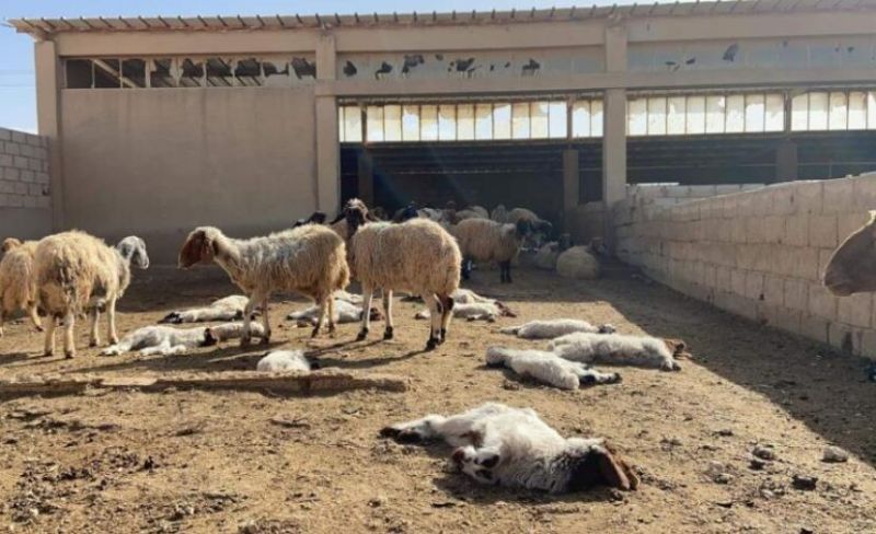 نفوق 20 رأس غنم بهجوم للمستوطنين في كفر مالك