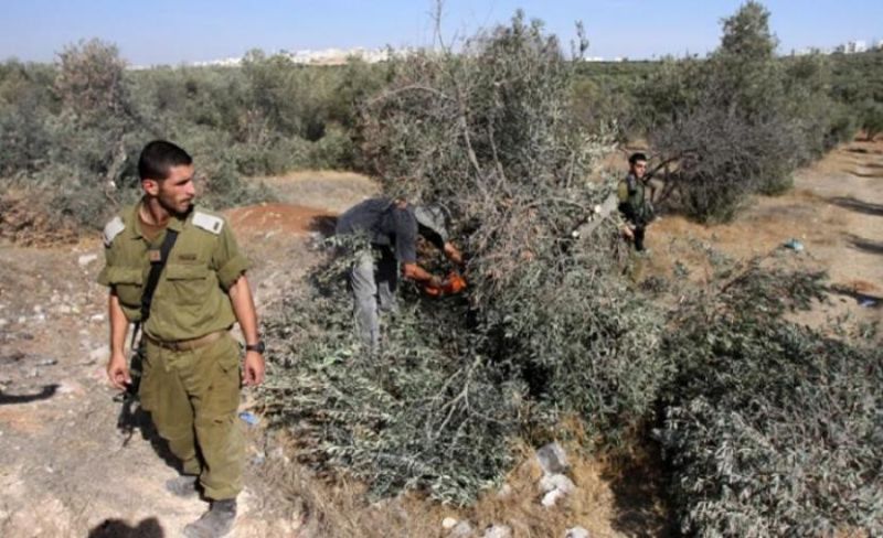 الاحتلال يجرف أراضي بالمغير ويصادر محصول الزيتون