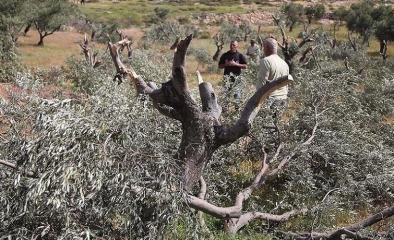 مستوطنون يقطعون 50 شجرة زيتون من أراضي مخماس