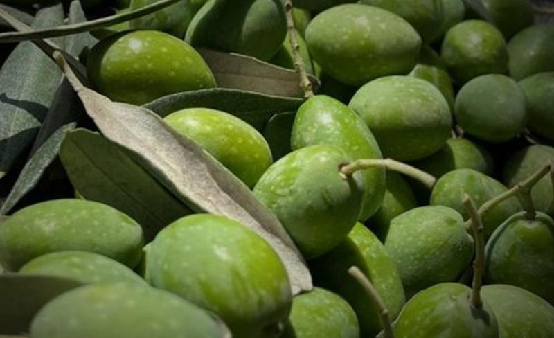 إعلان مواعيد قطف الزيتون وتشغيل المعاصر