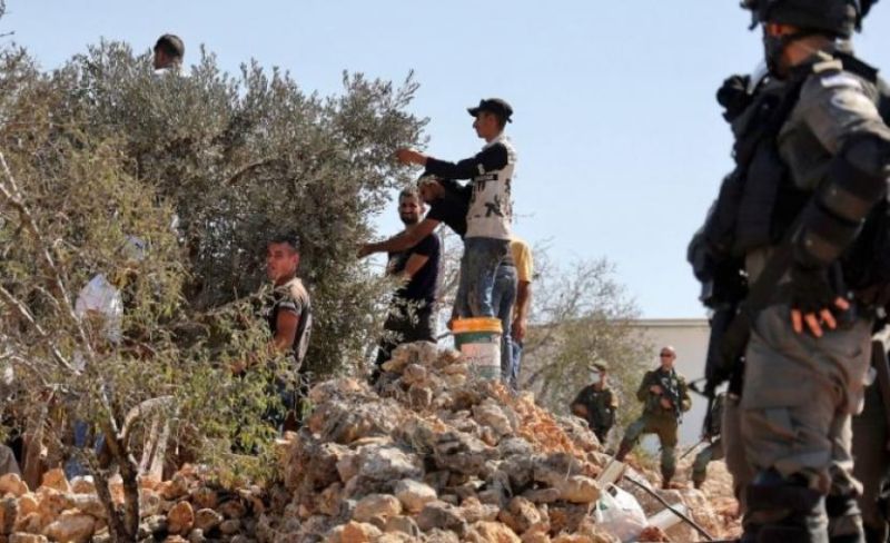 فلسطين تدعو للمشاركة في موسم قطف الزيتون