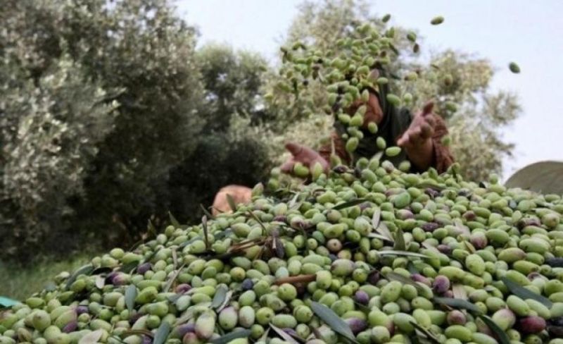 المفتي العام يدعو لإخراج زكاة الزيتون مع بدء موسم القطف