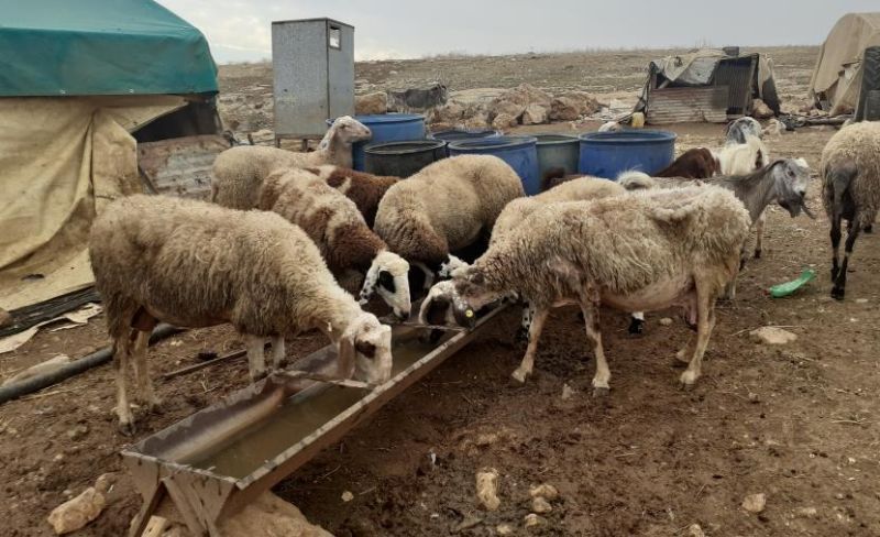 الزراعة تبدأ توزيع مطاعيم الحمى المالطية