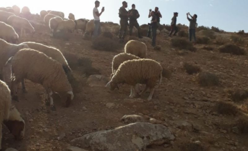 مستوطنون يرعون أغنامهم بأراضي المزارعين في المغير