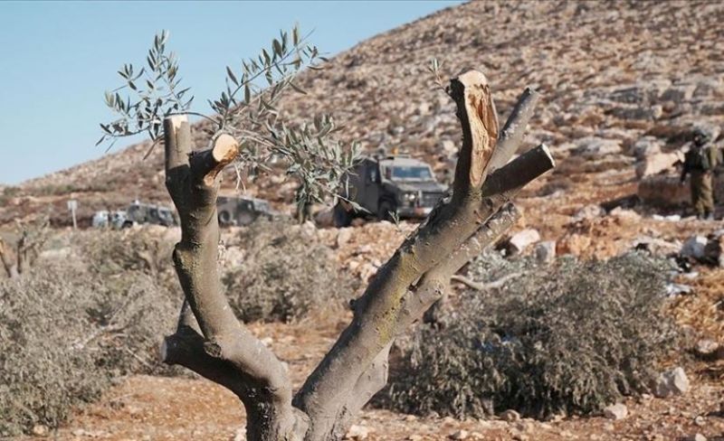 في أسبوع.. خسائر زراعية بمليون و750 ألف دولار بالضفة