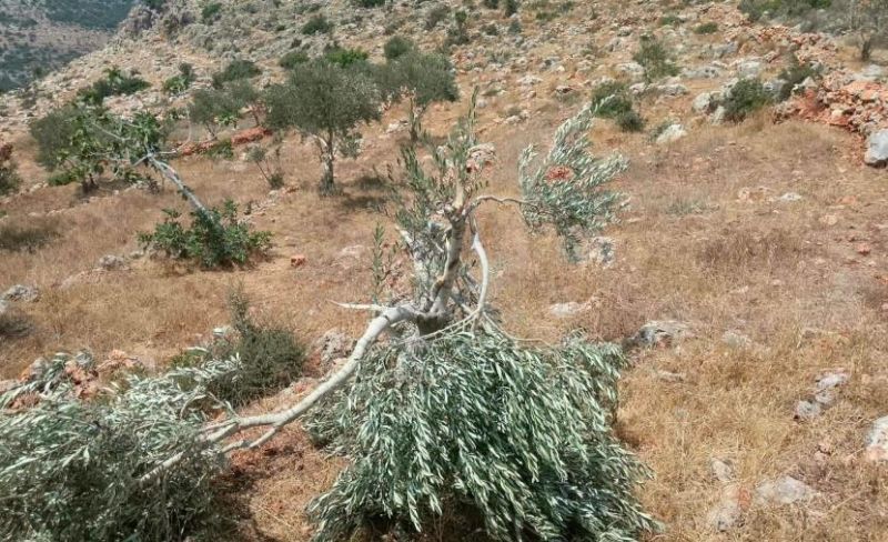 مستوطنون يحطمون أشجار زيتون غرب سلفيت