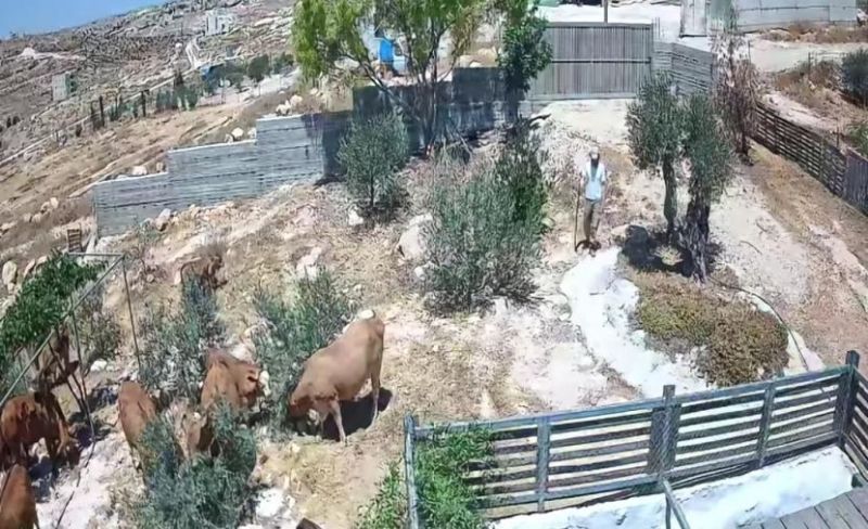 مستوطنون يطلقون أبقارهم داخل أسوار منزل بالخليل