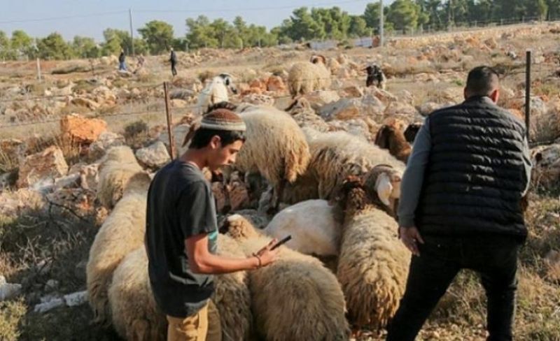 مستوطنون يرعون أغنامهم بأراضي المنيا